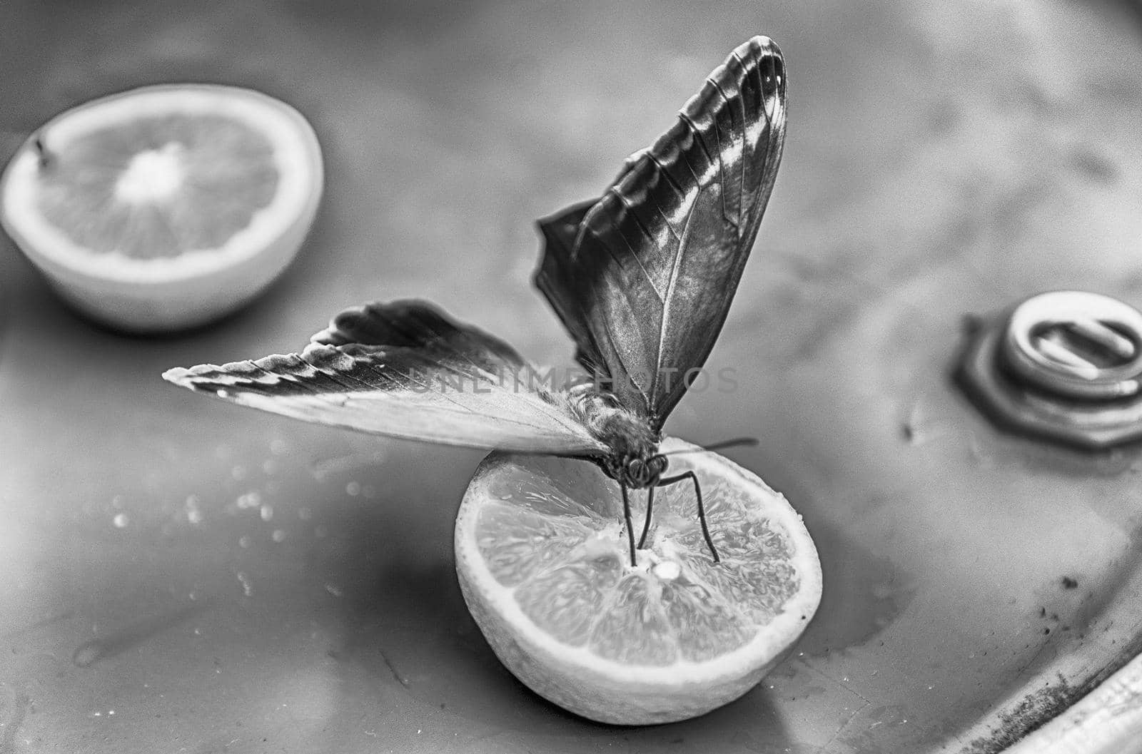 Eryphanis automedon, aka Automedon giant owl is a tropical butterfly. Here shown while eating from an orange