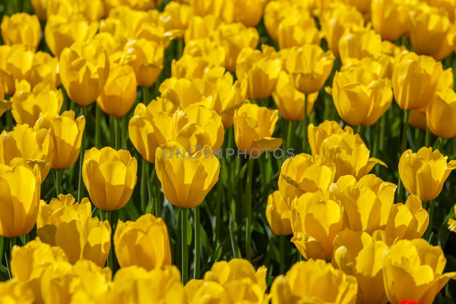flaccid yellow tulips in the field at spring daylight - close-up full frame background with selective focus