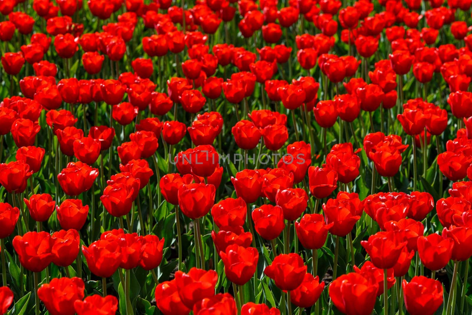 flaccid red tulips in the field at spring daylight - close-up full frame background with selective focus