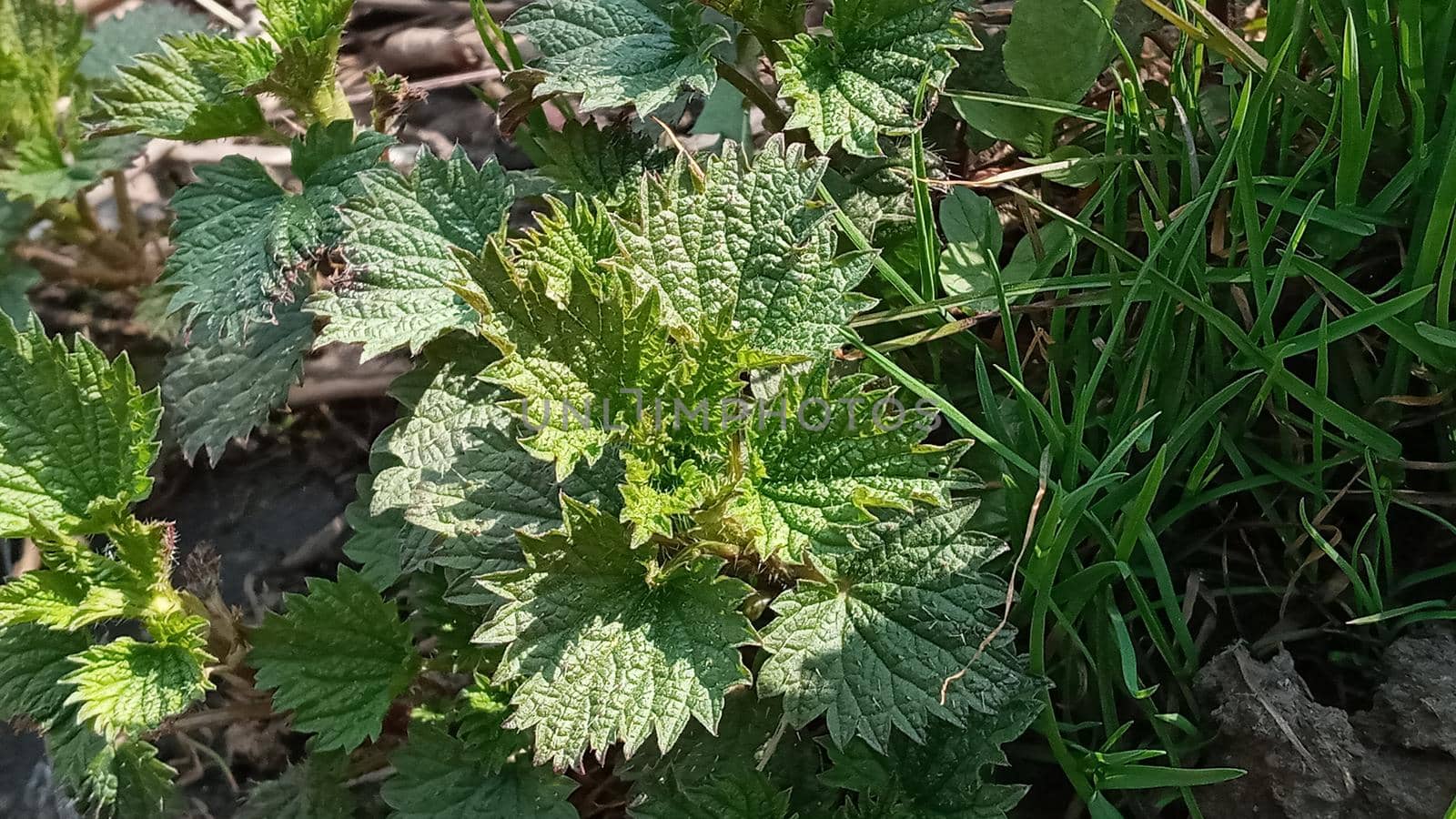 Nettle dioecious or stinging nettle, in the garden, fresh leaves. Stinging nettle, a medicinal plant that is used as a hemostatic, diuretic, antipyretic, wound healing, anti-rheumatic agen