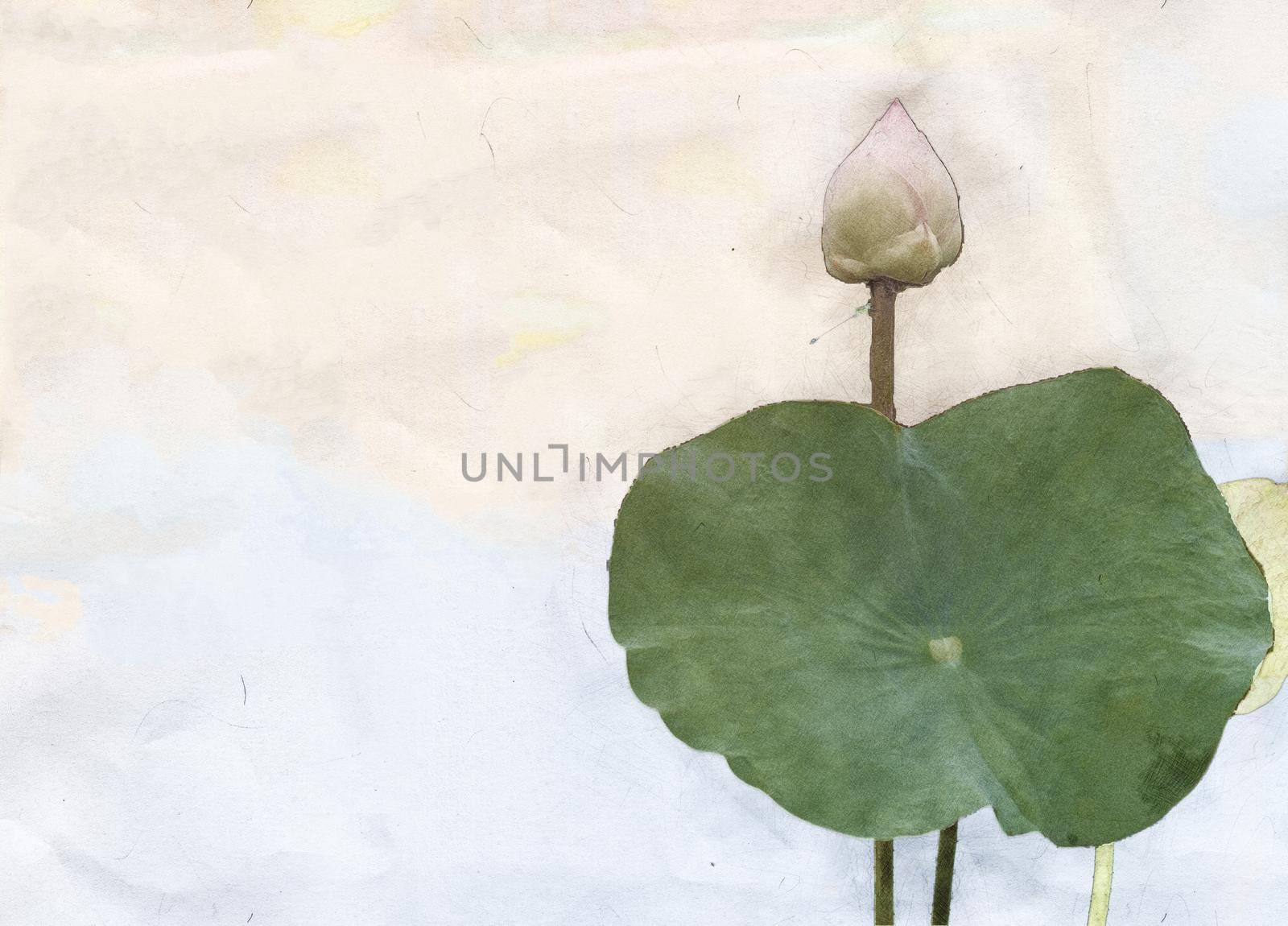 Pink lotus white lotus and leaves hand drawn watercolor 