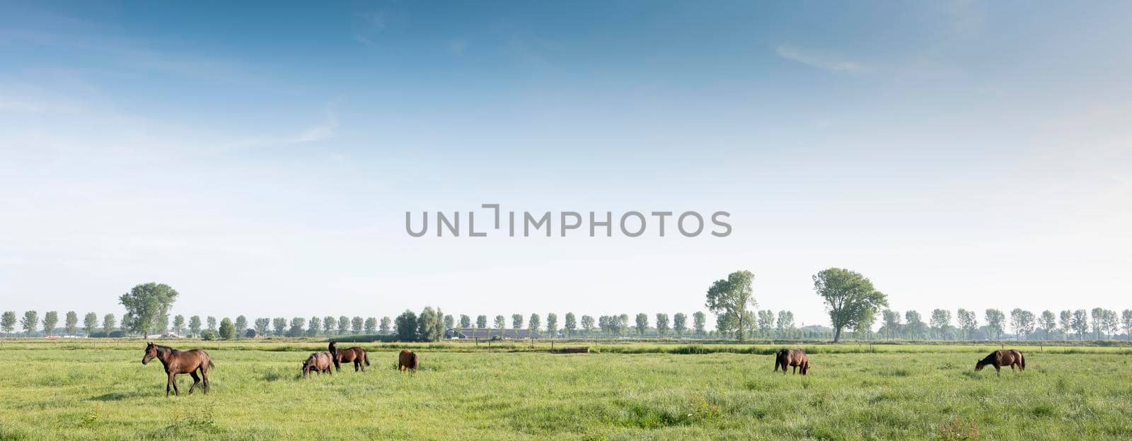 horses in green meadow near nijmegen in the netherlands under blue sky in summer by ahavelaar