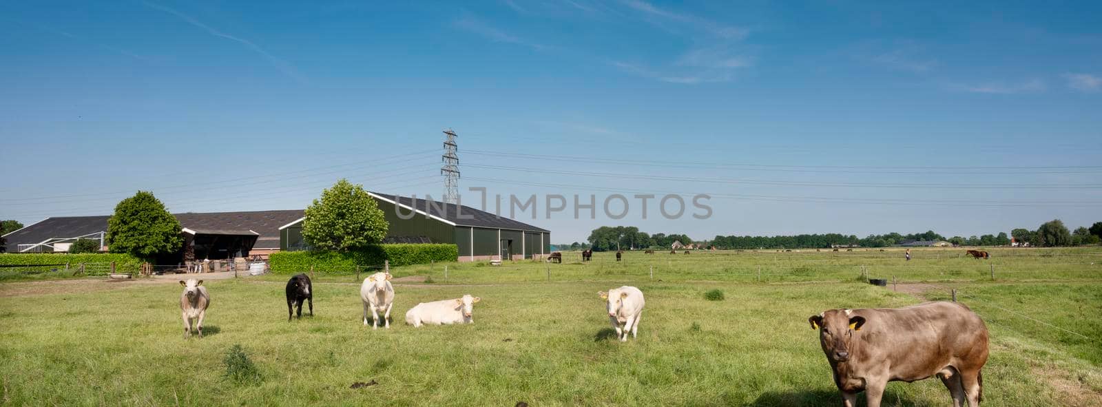 beef cows under blue summer sky in green grassy meadow in holland between nijmegen and arnhem near farm