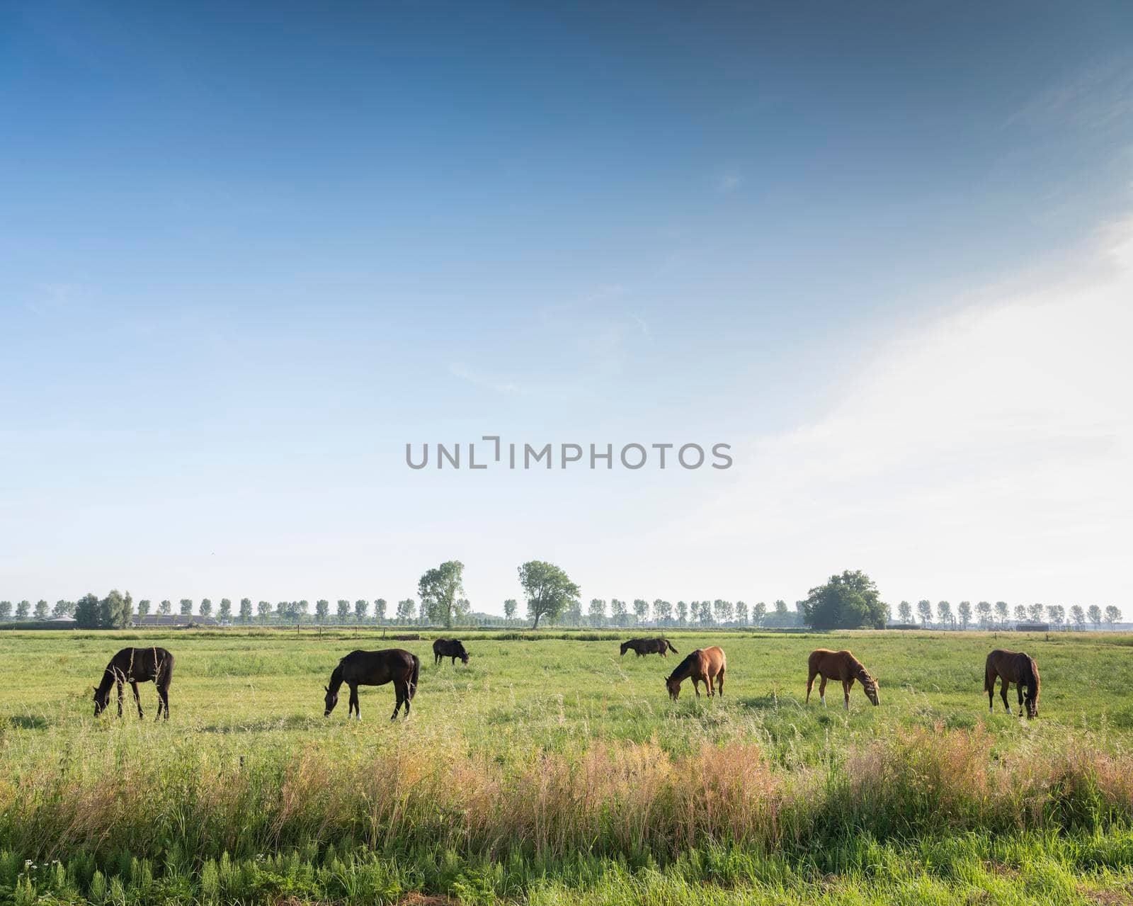 horses in green meadow near nijmegen in the netherlands under blue sky in summer by ahavelaar