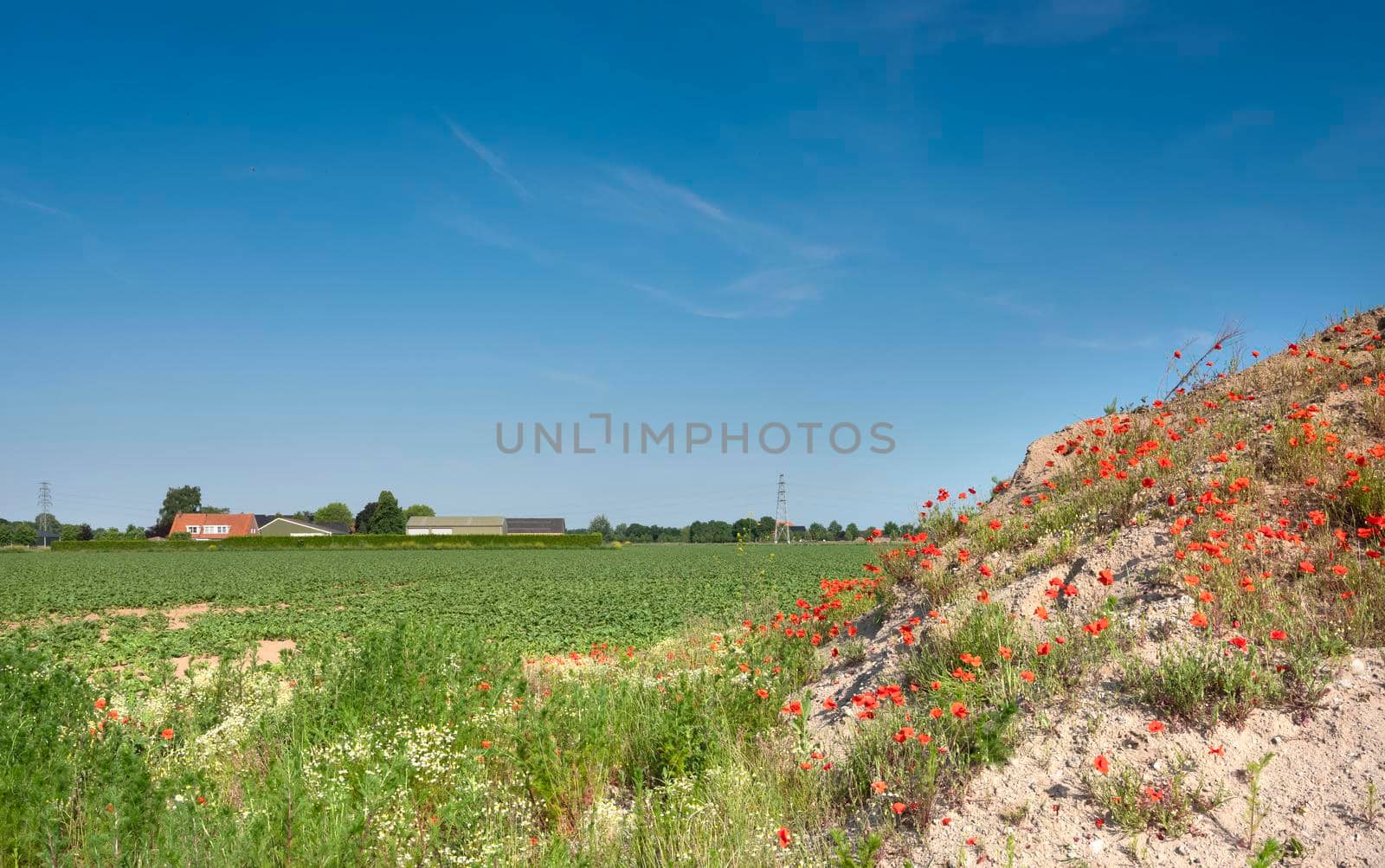 agricultural field and blooming poppy flowers in summer landscape between arnhem and nijmegen in the netherlands by ahavelaar