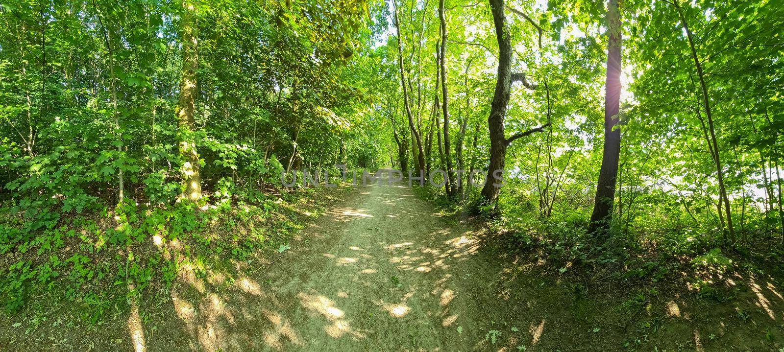 Beautiful view at a path in a dense green forest with bright sunlight casting deep shadow.
