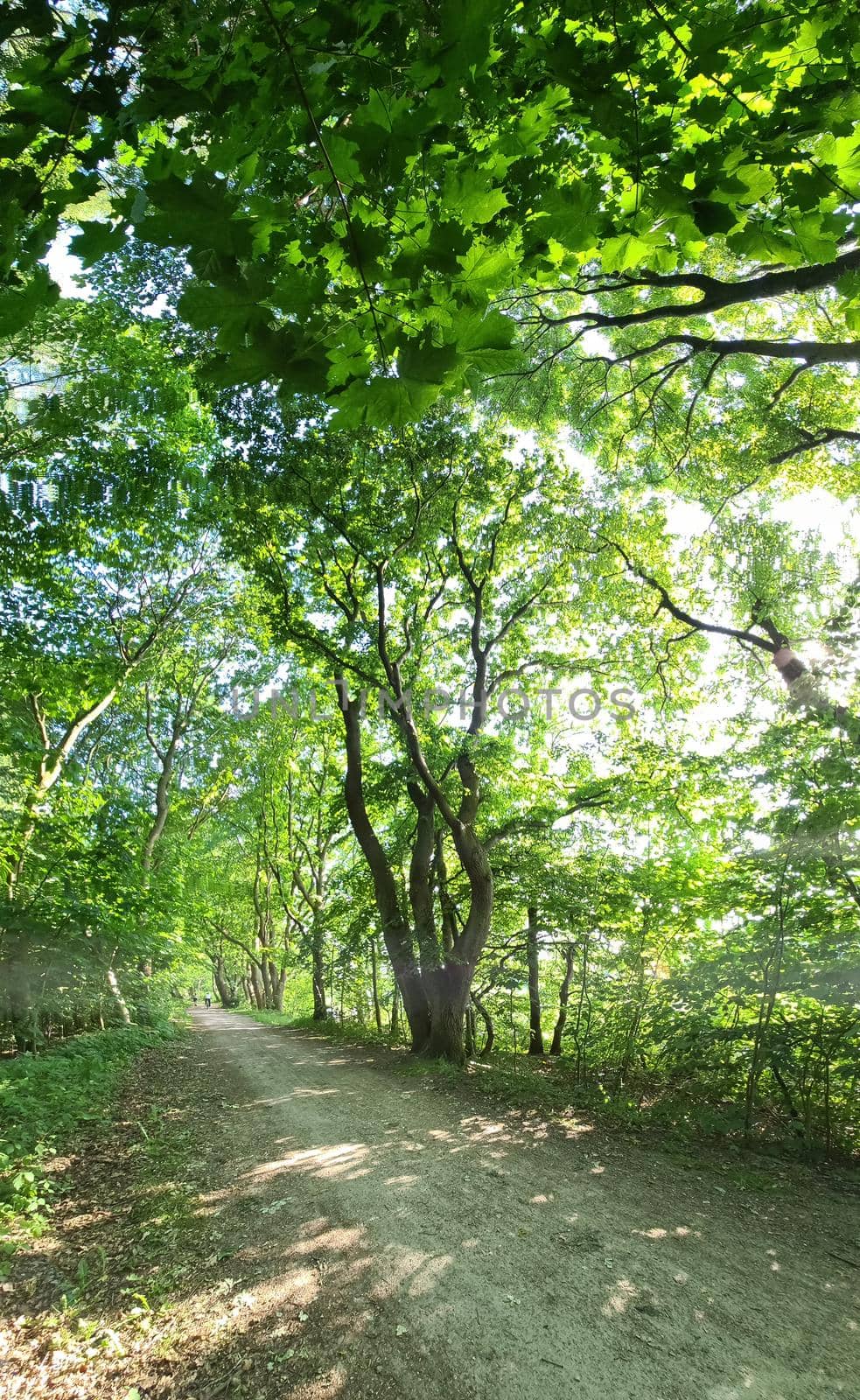 Vertical panorama of a path in a green forest 