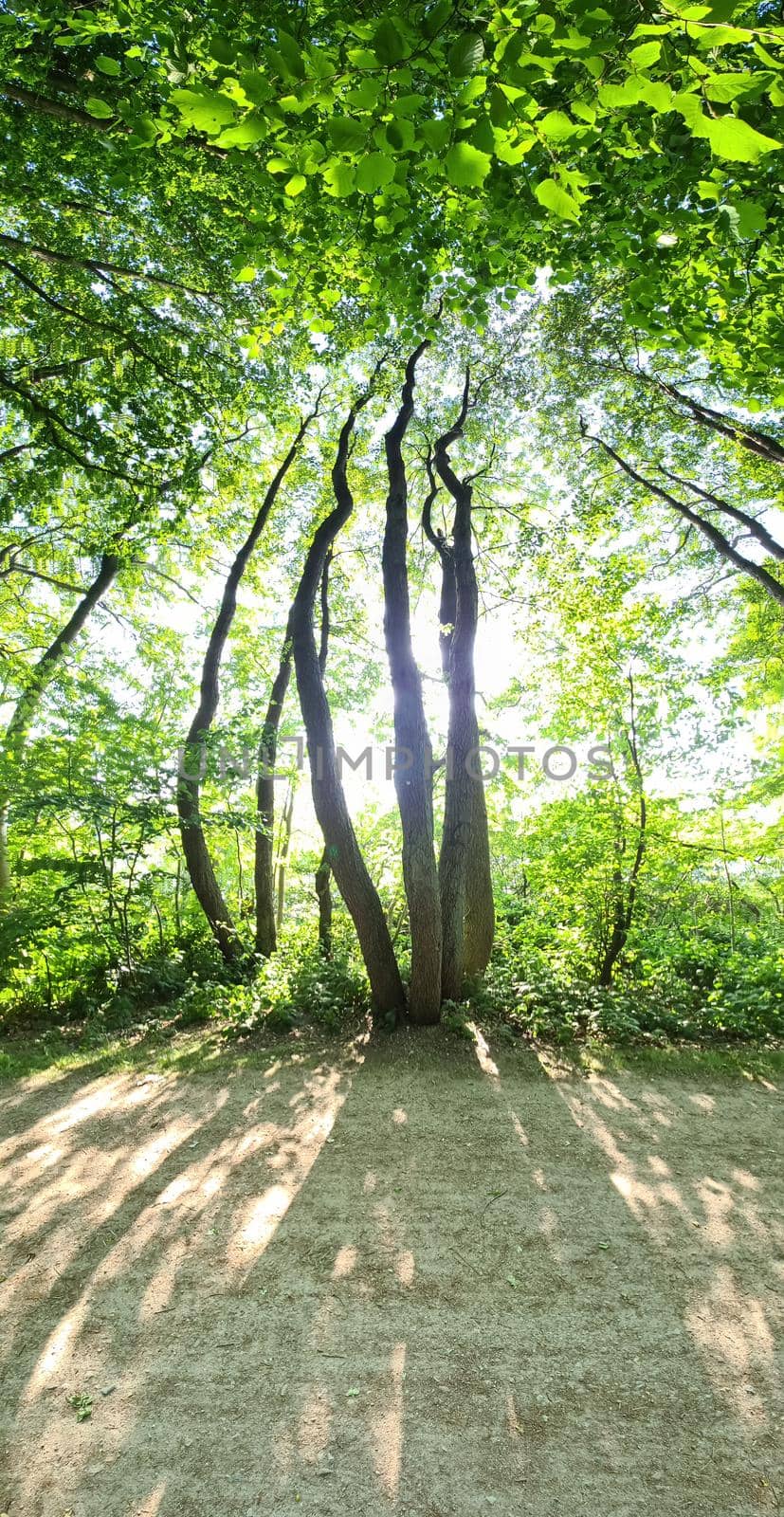 Vertical panorama of a path in a green forest 