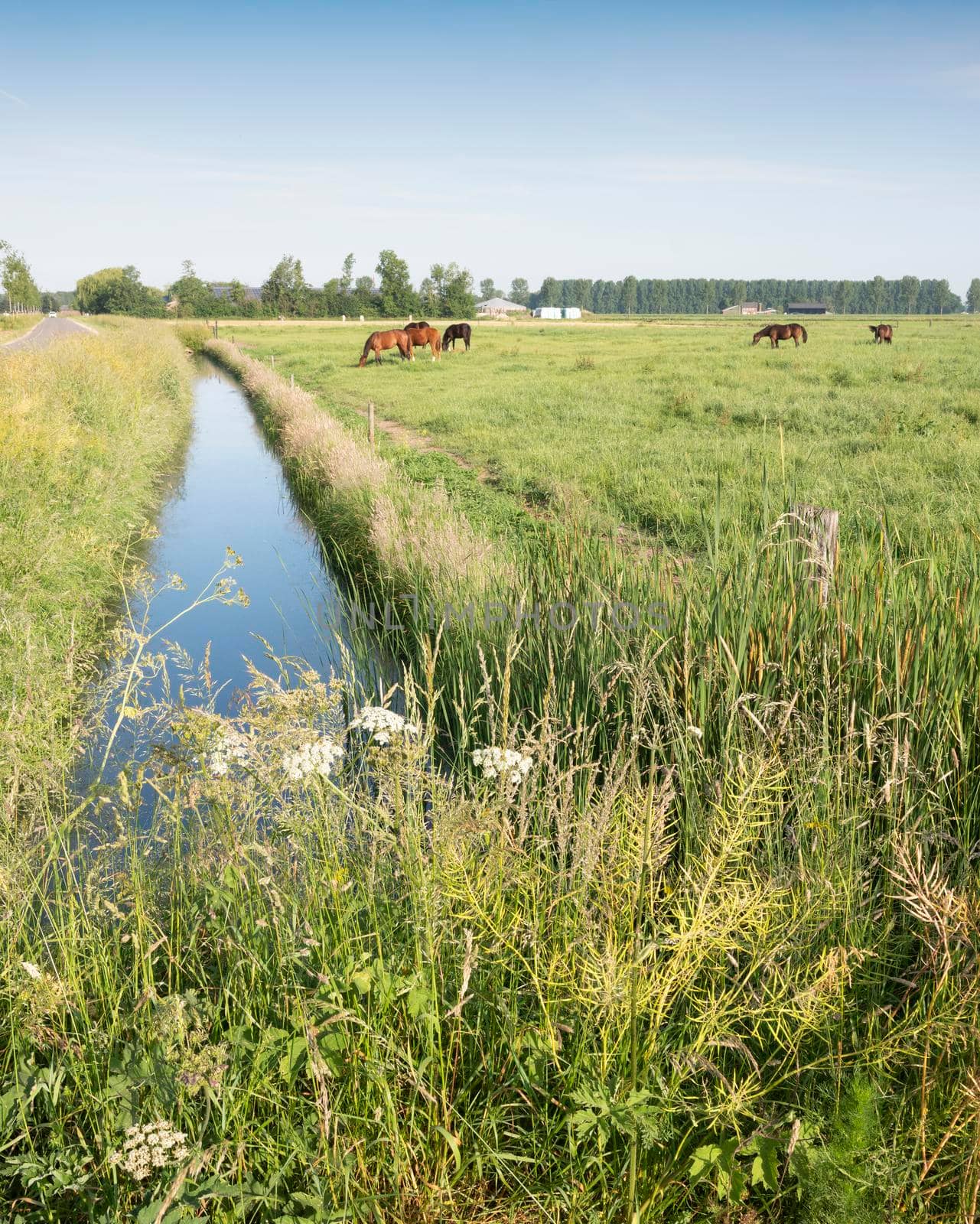 horses and canal in green meadow countryside near nijmegen in the netherlands under blue sky in summer
