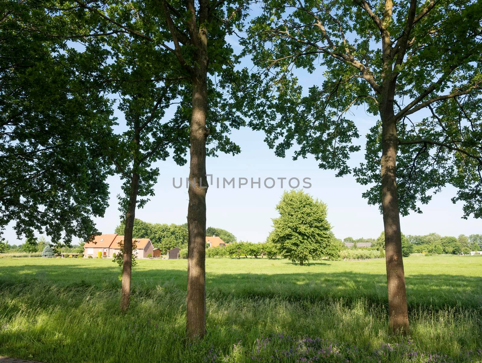 green grassy fields with houses and trees between arnhem and nijmegen in the netherlands under blue sky in summer