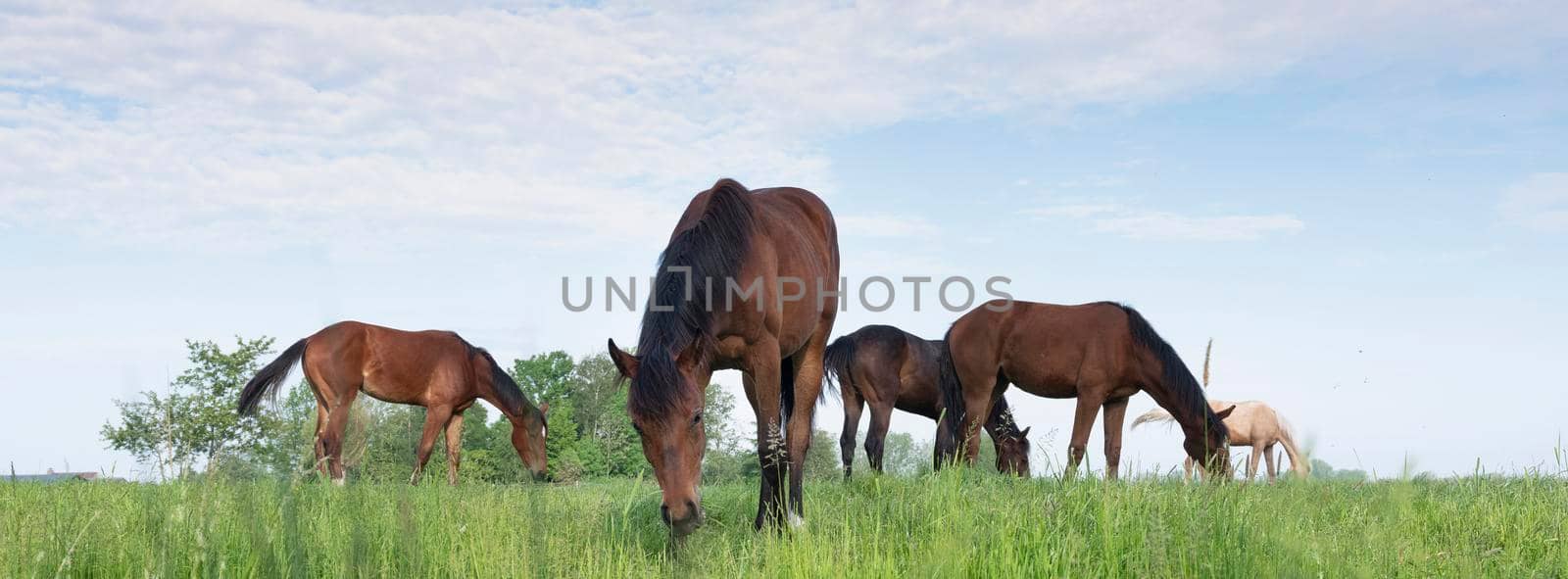 five young horses grazing in fresh green grass of meadow near utrecht in holland under blue sky in spring