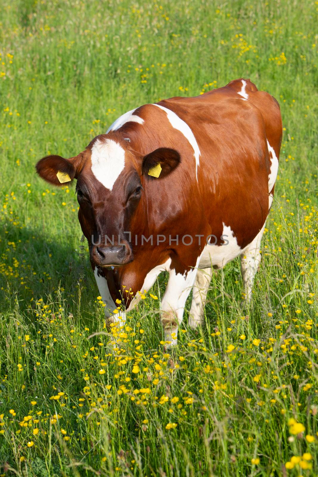red spotted cow in green grassy summer meadow with yellow flowers in the centre of the netherlands