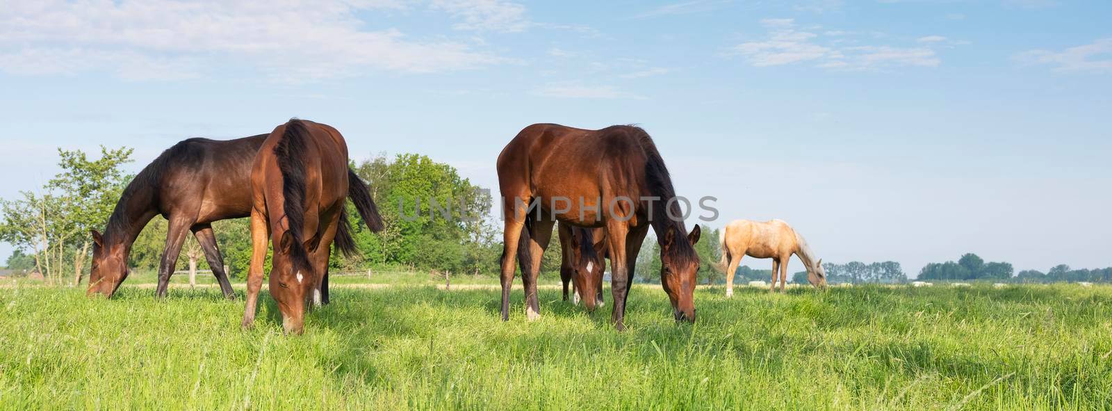 young horses grazing in fresh green grass of meadow near utrecht in holland under blue sky in spring