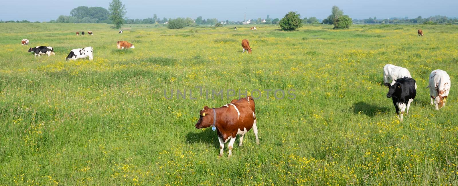 spotted cows in green grassy summer meadow with yellow flowers in the centre of the netherlands