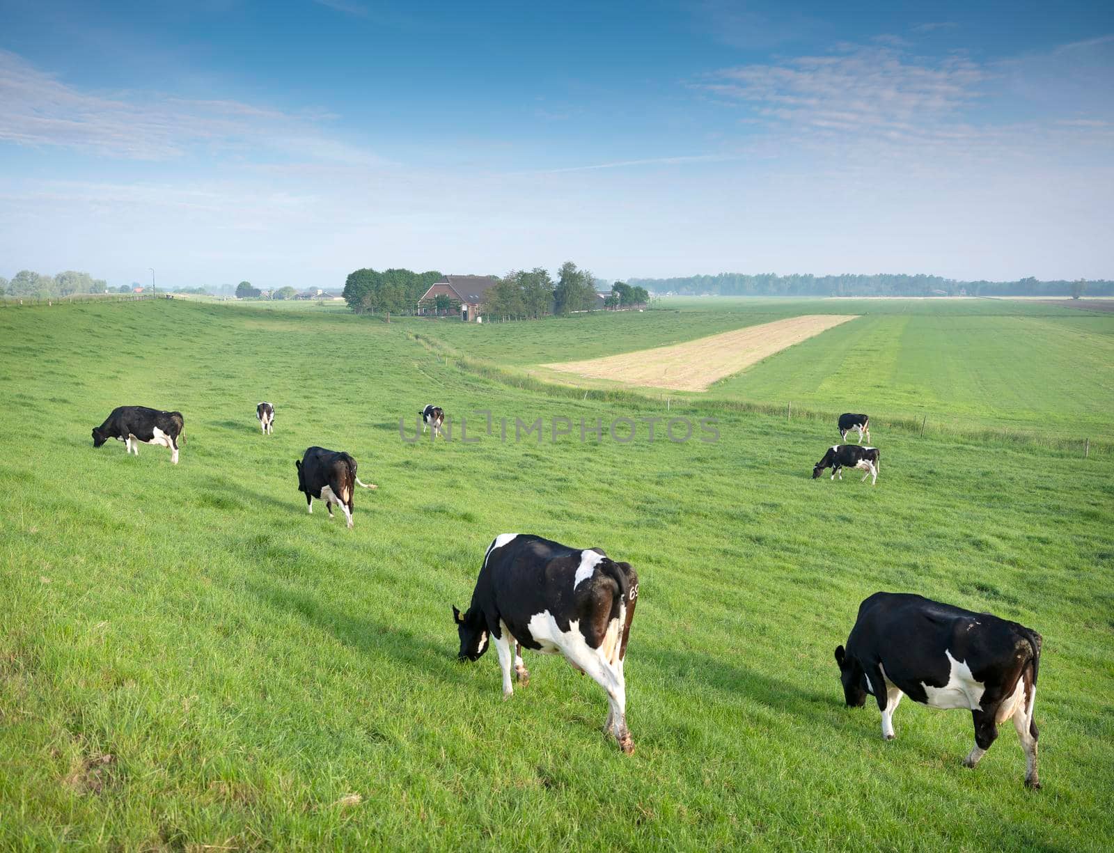 black and white spotted cows in green grassy meadow near farm under blue sky seen from height of dike in holland between utrecht and arnhem near river rhine
