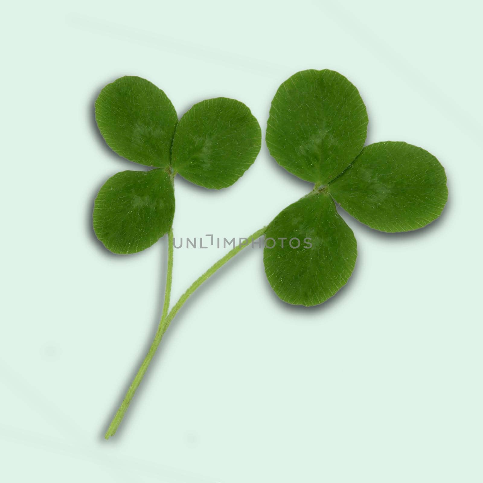 Two clover leafs cut out on a light green background.