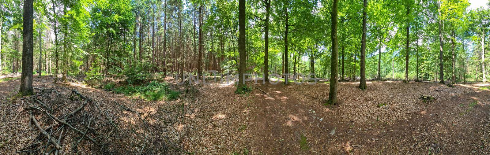 Panorama of a beautiful view into a dense green forest with bright sunlight casting deep shadow.
