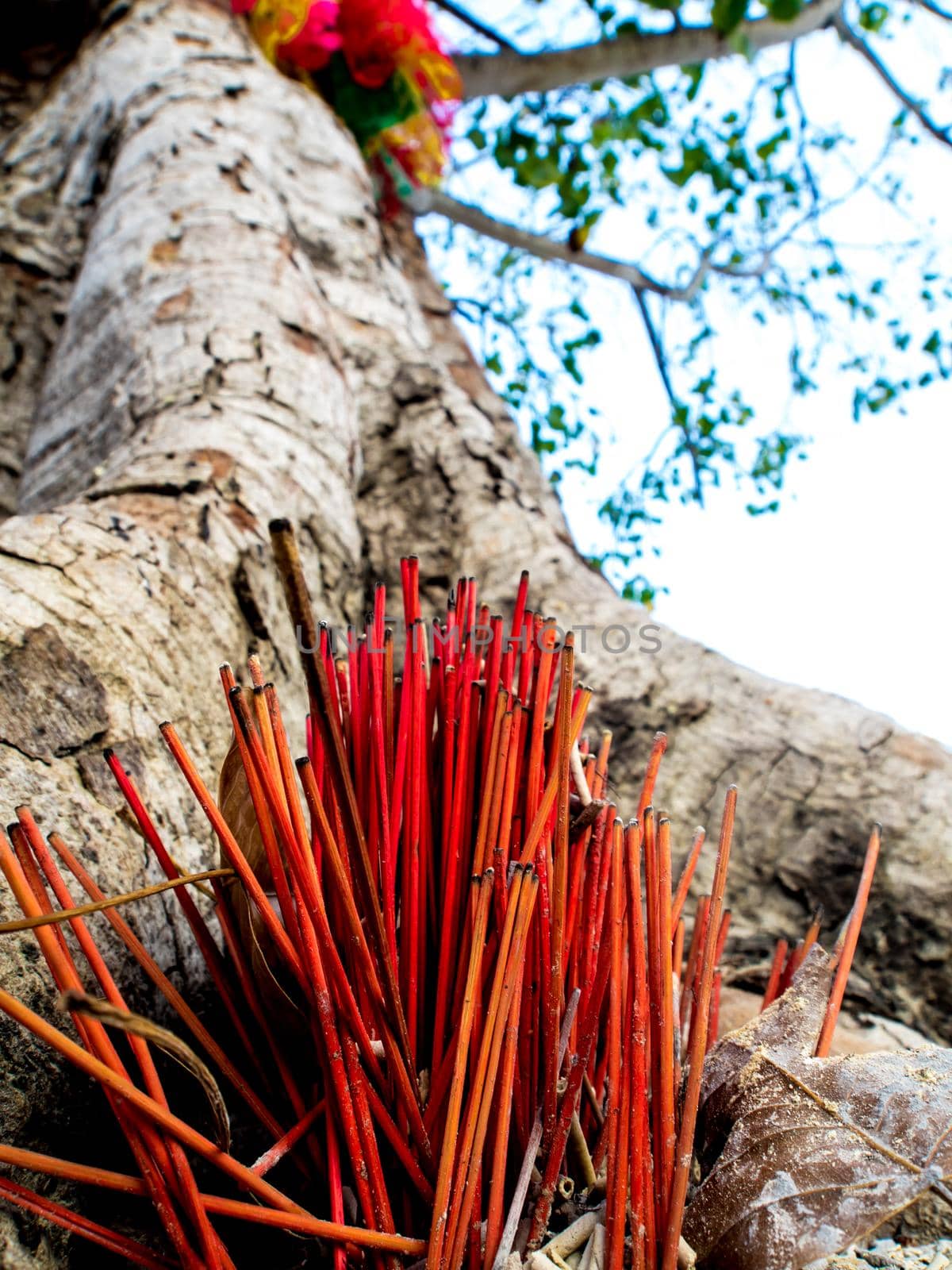 The worship with colored ribbons and incense sticks at the holy tree