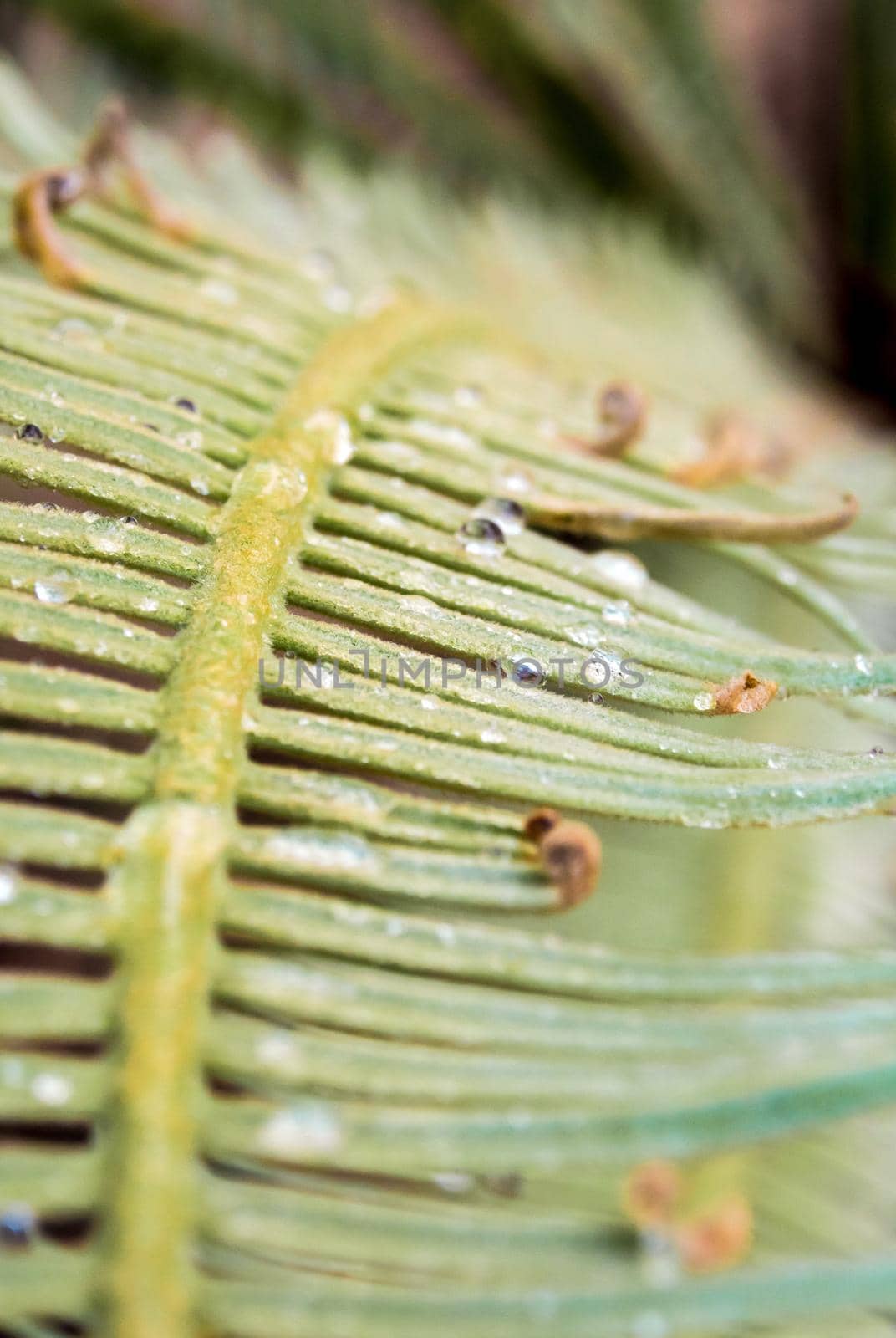 The fronds, pinnately compound leaves of Cycas siamensis plant