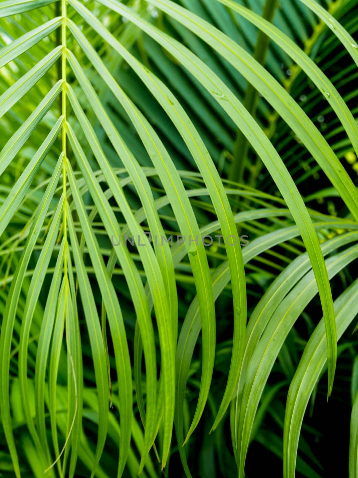 Freshness green pinnately compound leaves Palm leaf