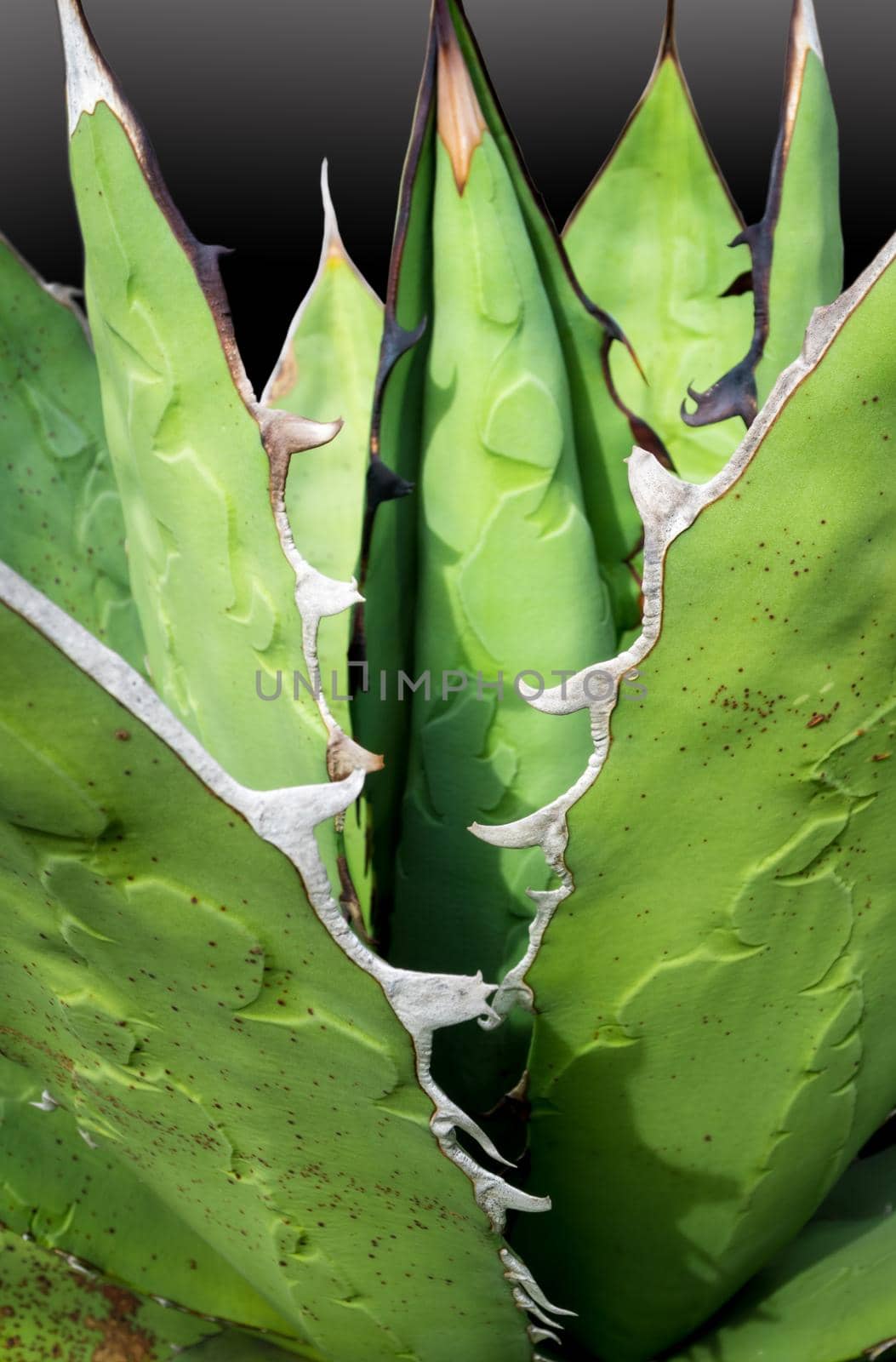 Agave succulent plant freshness texture on leaves surface with thorn of Agave titanota Gentry