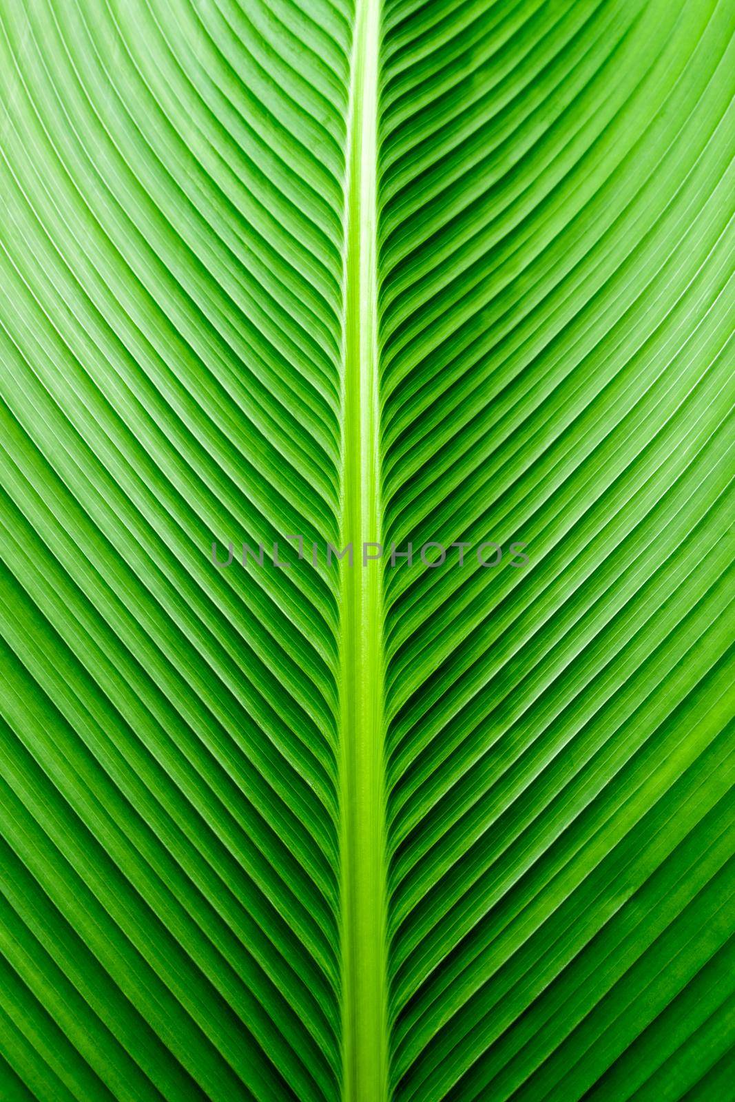 Texture on surface of Cigar plant leaf, green background