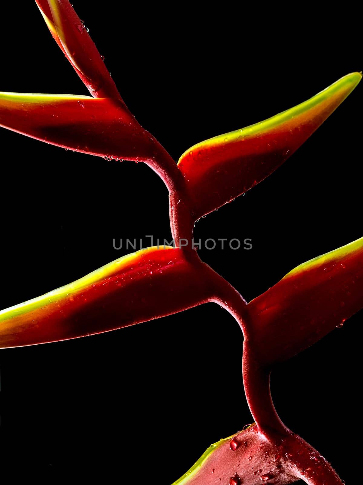 Hanging lobster claws flower in black background