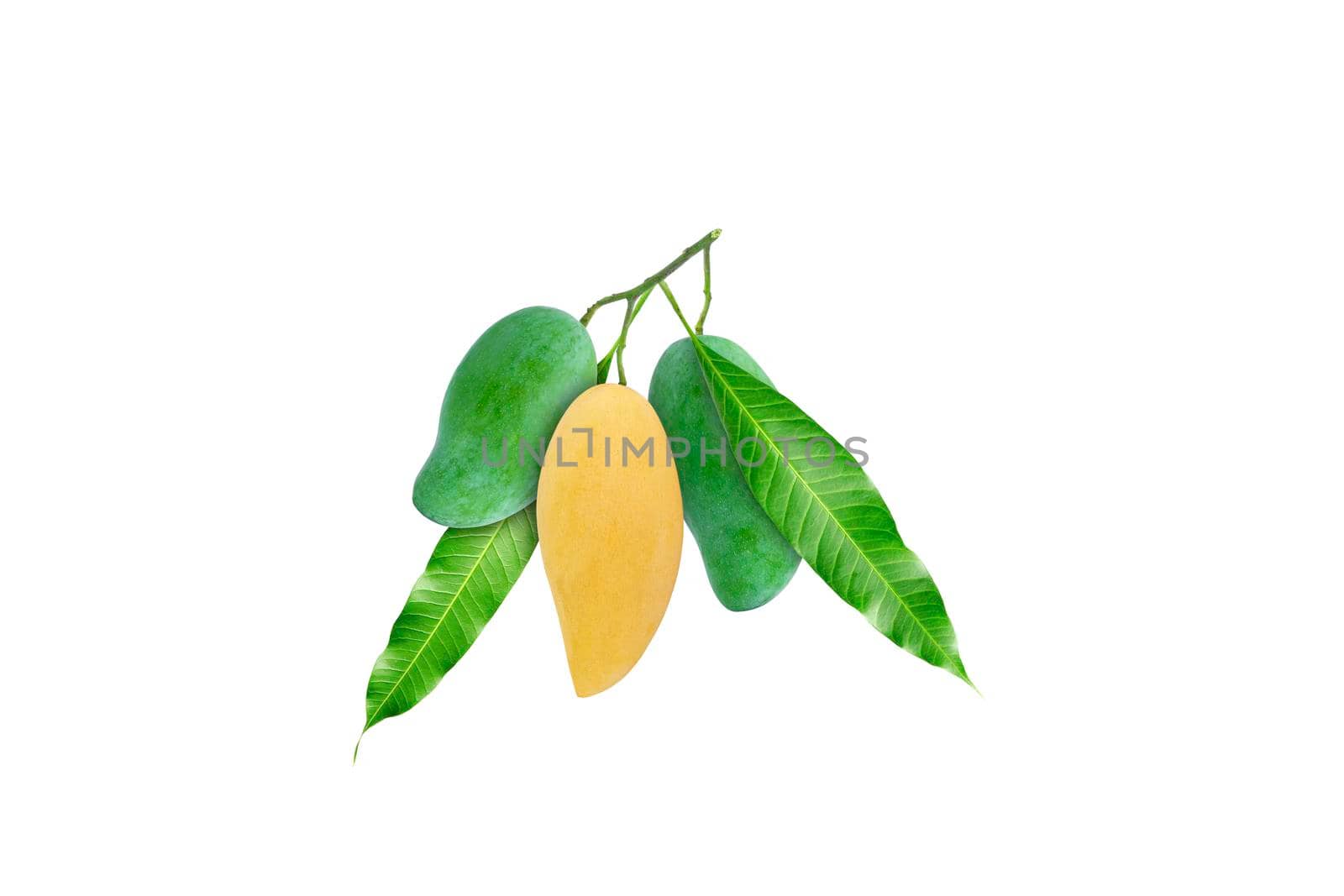 Single yellow ripe mango Between the green raw mango and the green leaves the same branch on a white background.