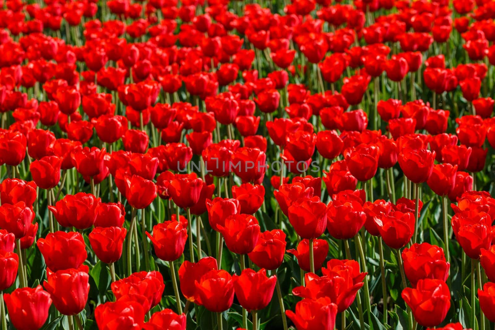 flaccid red tulips in the field at spring daylight - close-up full frame background with selective focus