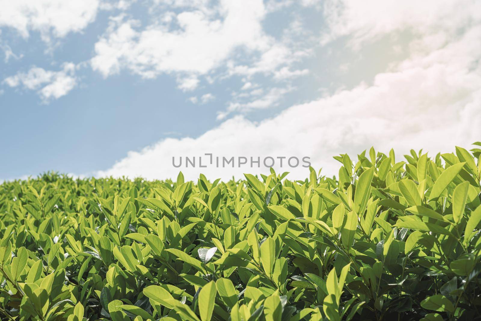 Tea leaves. Close up tea leaves with morning sunlight. by Desperada