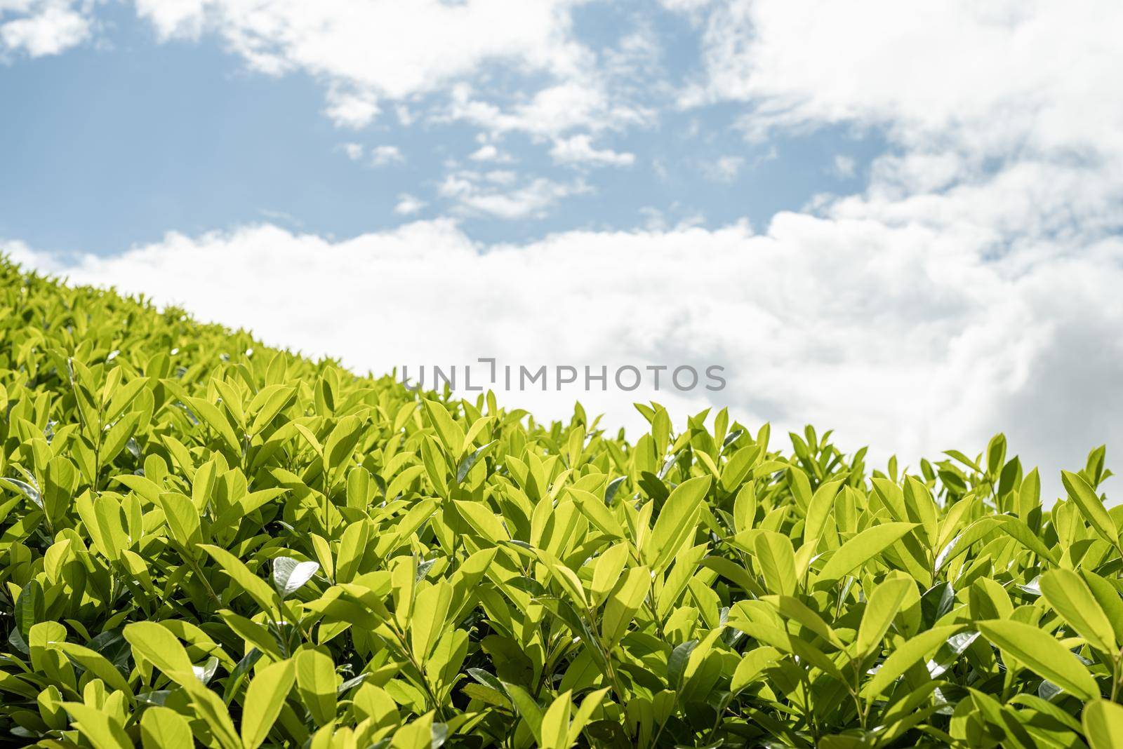 Tea leaves. Close up tea leaves with morning sunlight. by Desperada