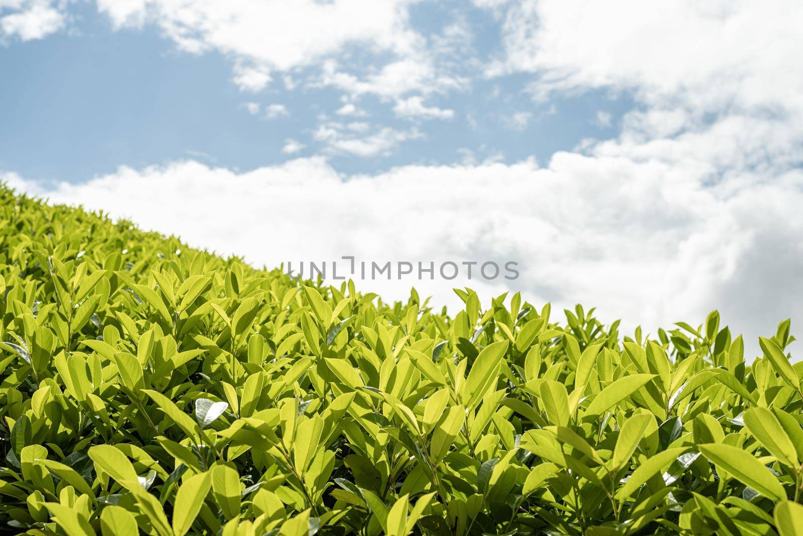 Close up of tea leaves against sky background