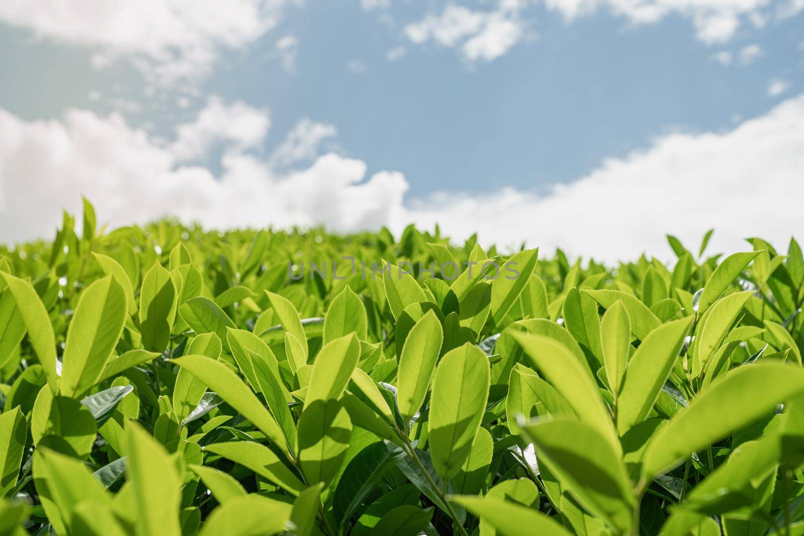 Close up of tea leaves against sky background