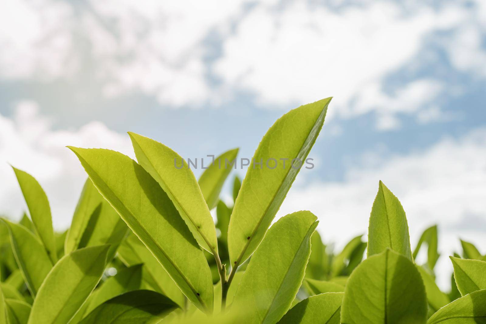 Tea leaves. Close up tea leaves with morning sunlight. by Desperada