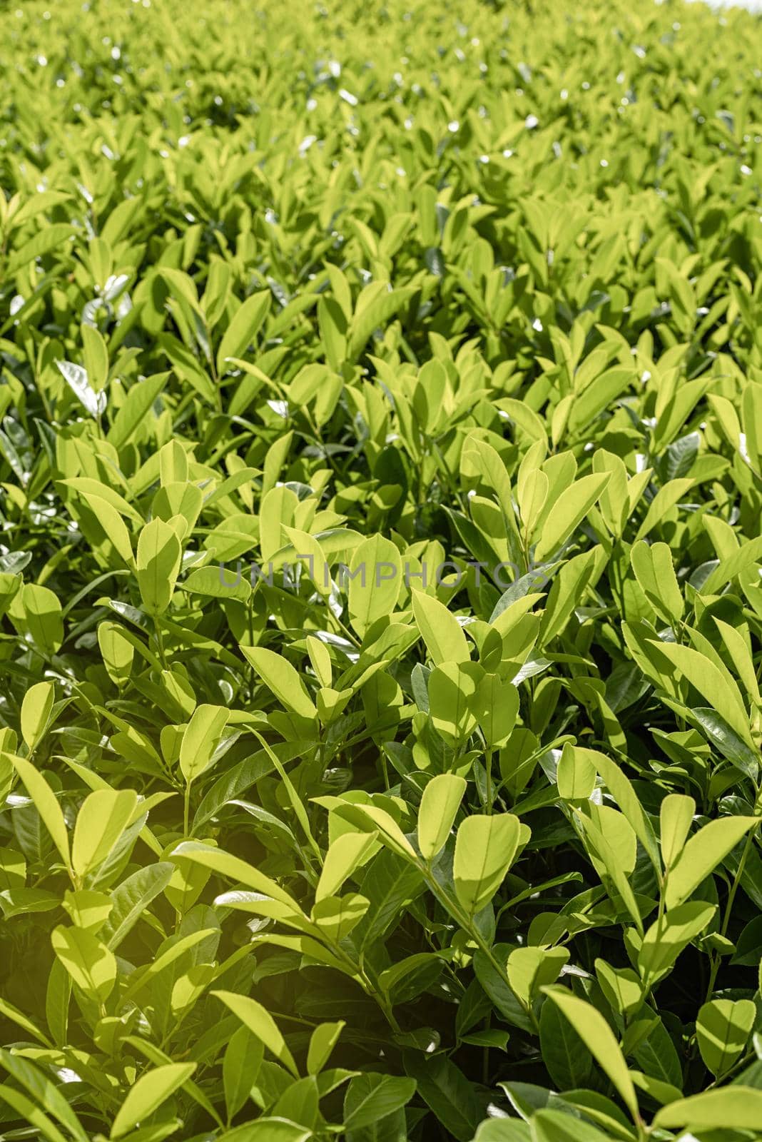 Close up of tea leaves against sky background