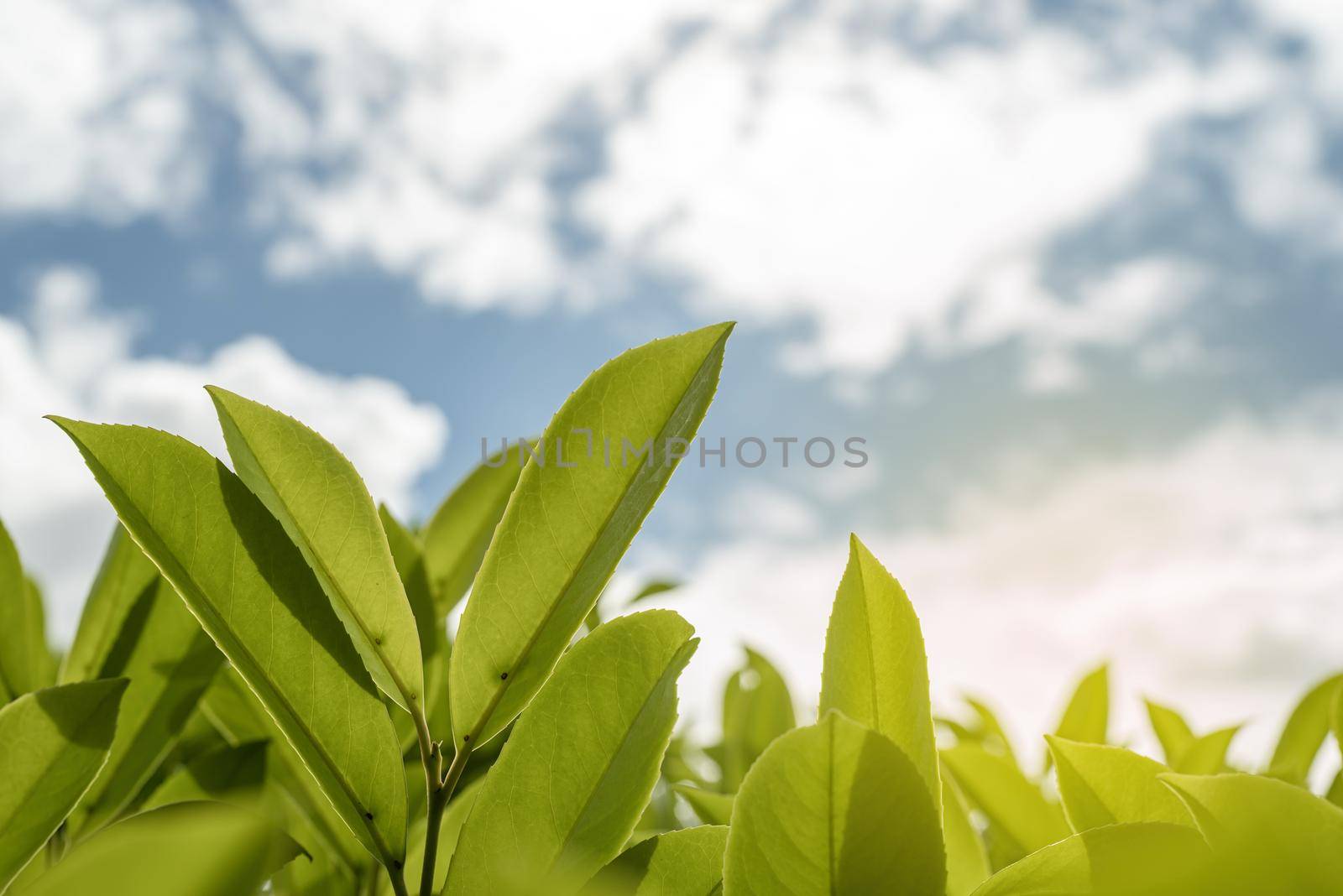 Close up of tea leaves against sky background