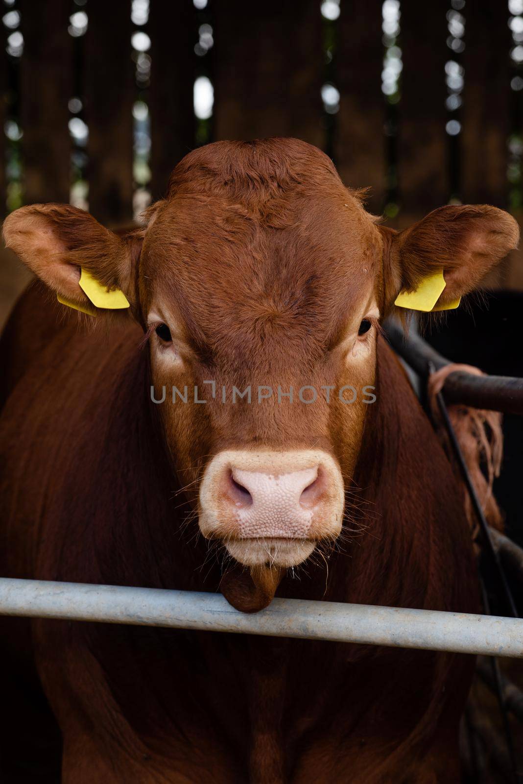 portrait of a red cow in the paddock on the farm by Iryna_Melnyk