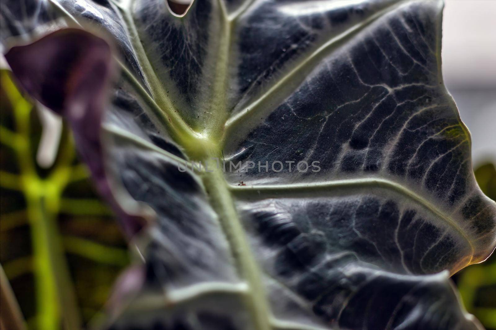 Abstract background shot showing leaf of Alocasia plant, it is a genus of broad-leaved rhizomatous or tuberous perennial flowering plants from the family Araceae.