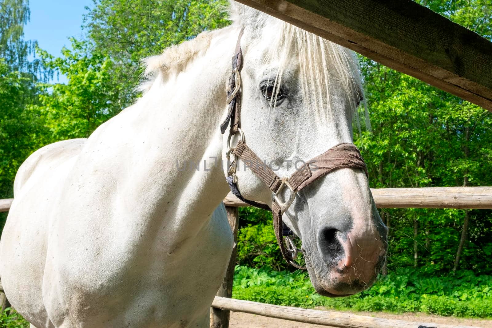 The horse stands in the corral by OlgaGubskaya