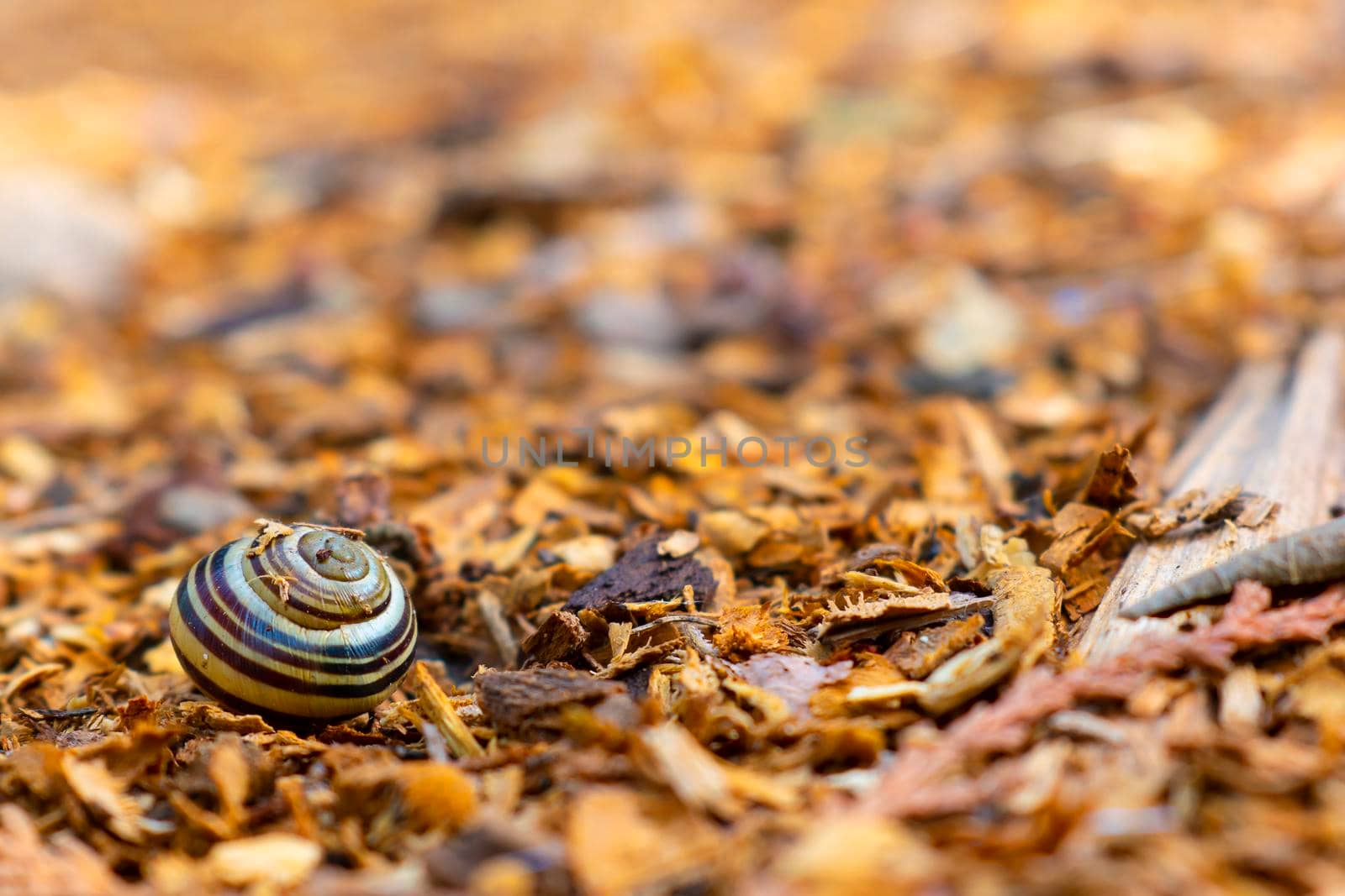 Striped snail shell in wood shavings at autumn.