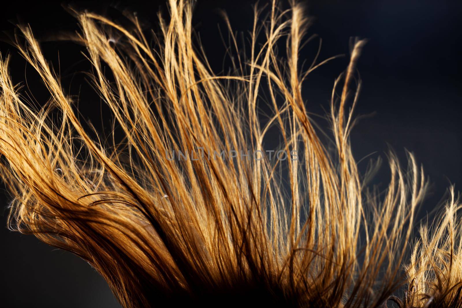 Abstract windy hair texture. Backlit silhouette on dark background. by kokimk