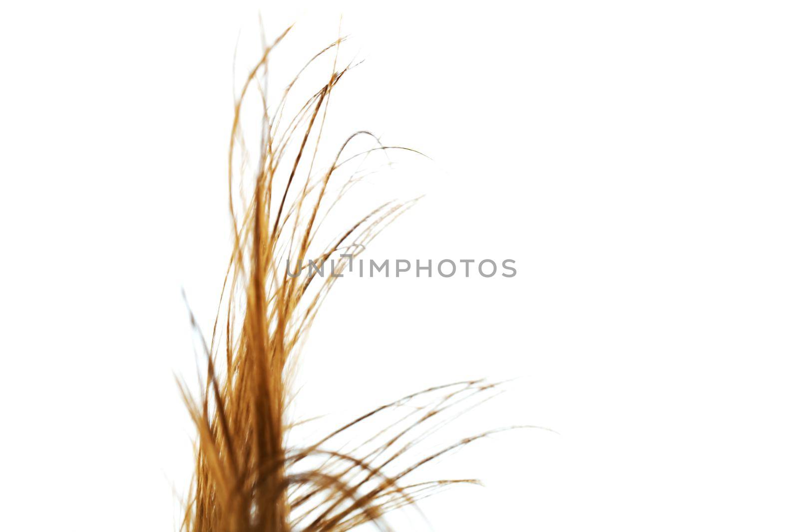 Windy hair. Abstract close up hairs on white background.