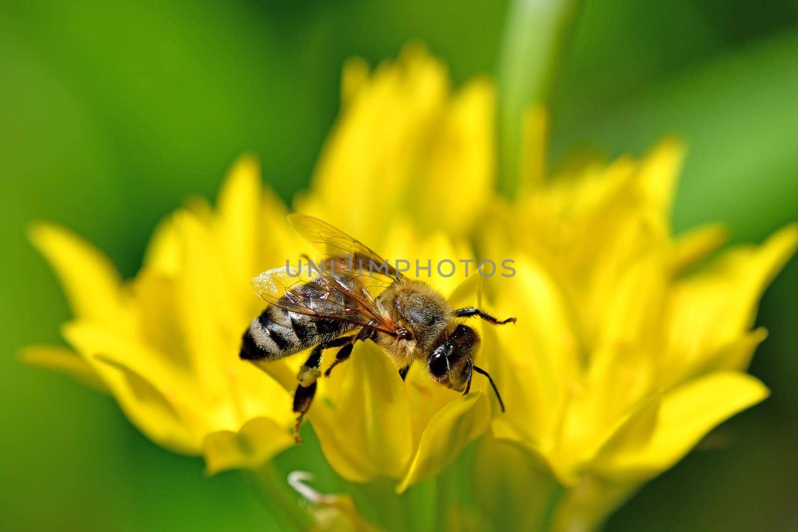 bee on yellow flower of magical herb moly by Jochen
