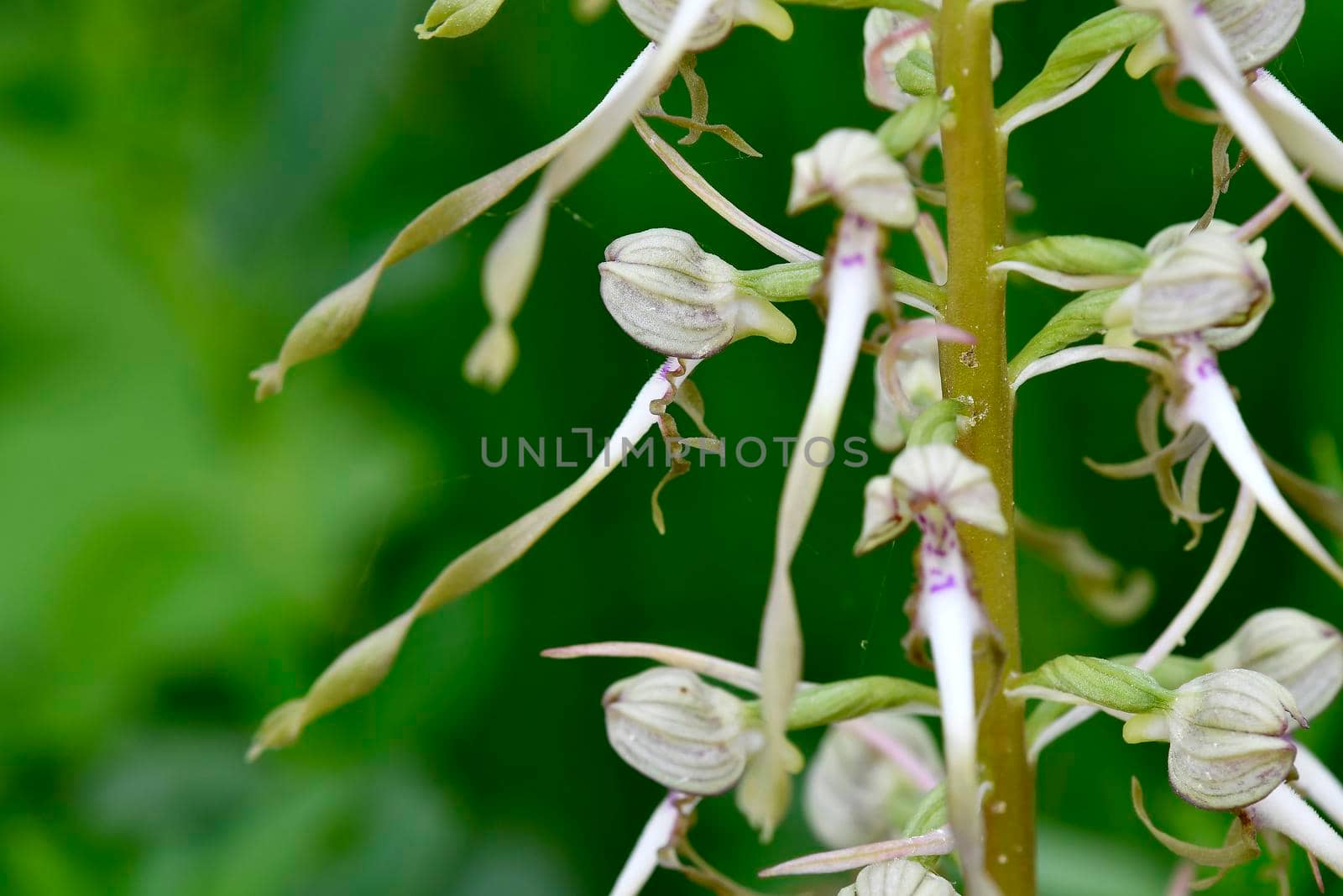 German wild orchid, Lizard orchid by Jochen