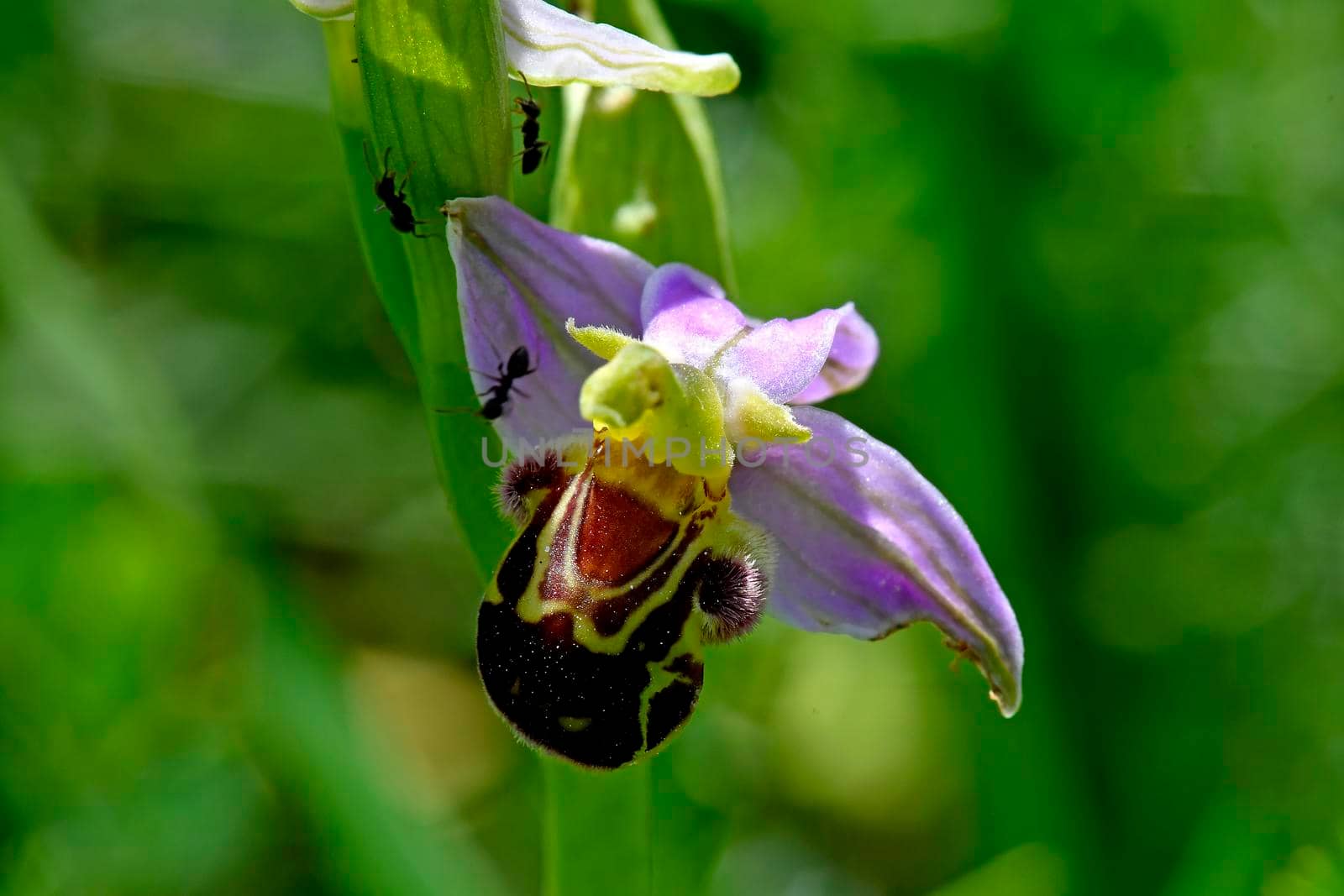 bee orchid in summer in Germany