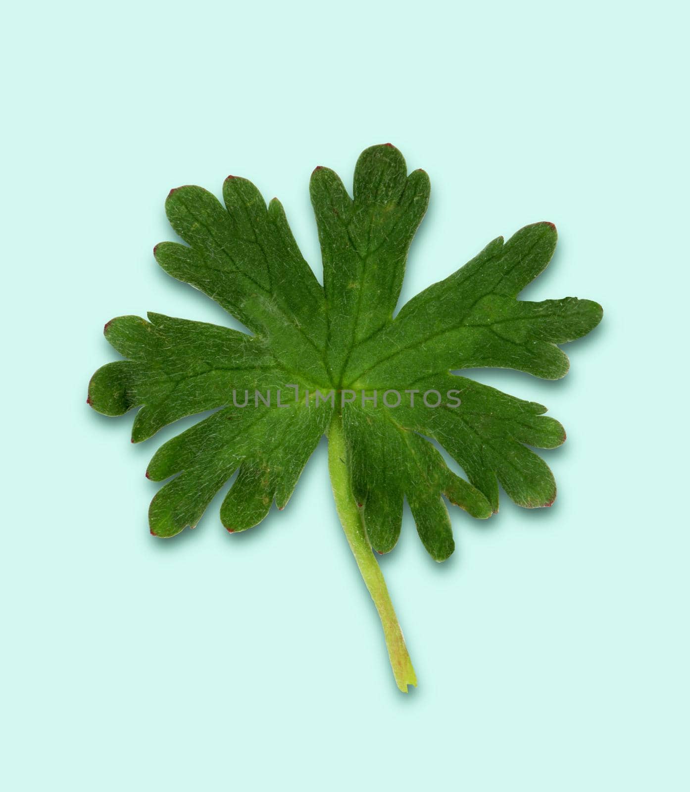 Leaf from a field flower. Cut out on a pale blue background