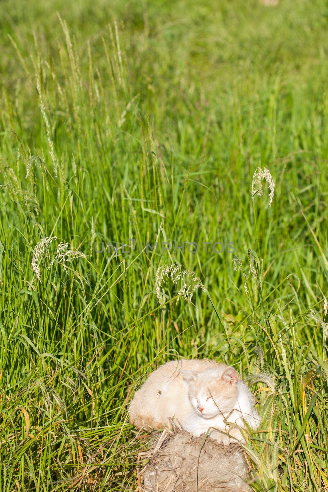 Cat sitting in a meadow by zebra