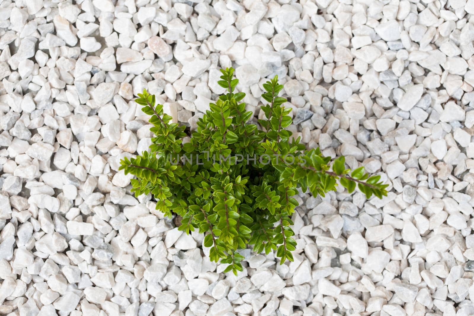 Small green bush on the white stones by zebra