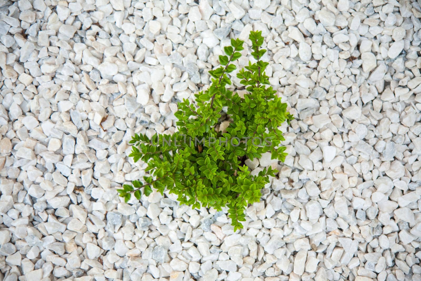 Small green bush on the white stones by zebra