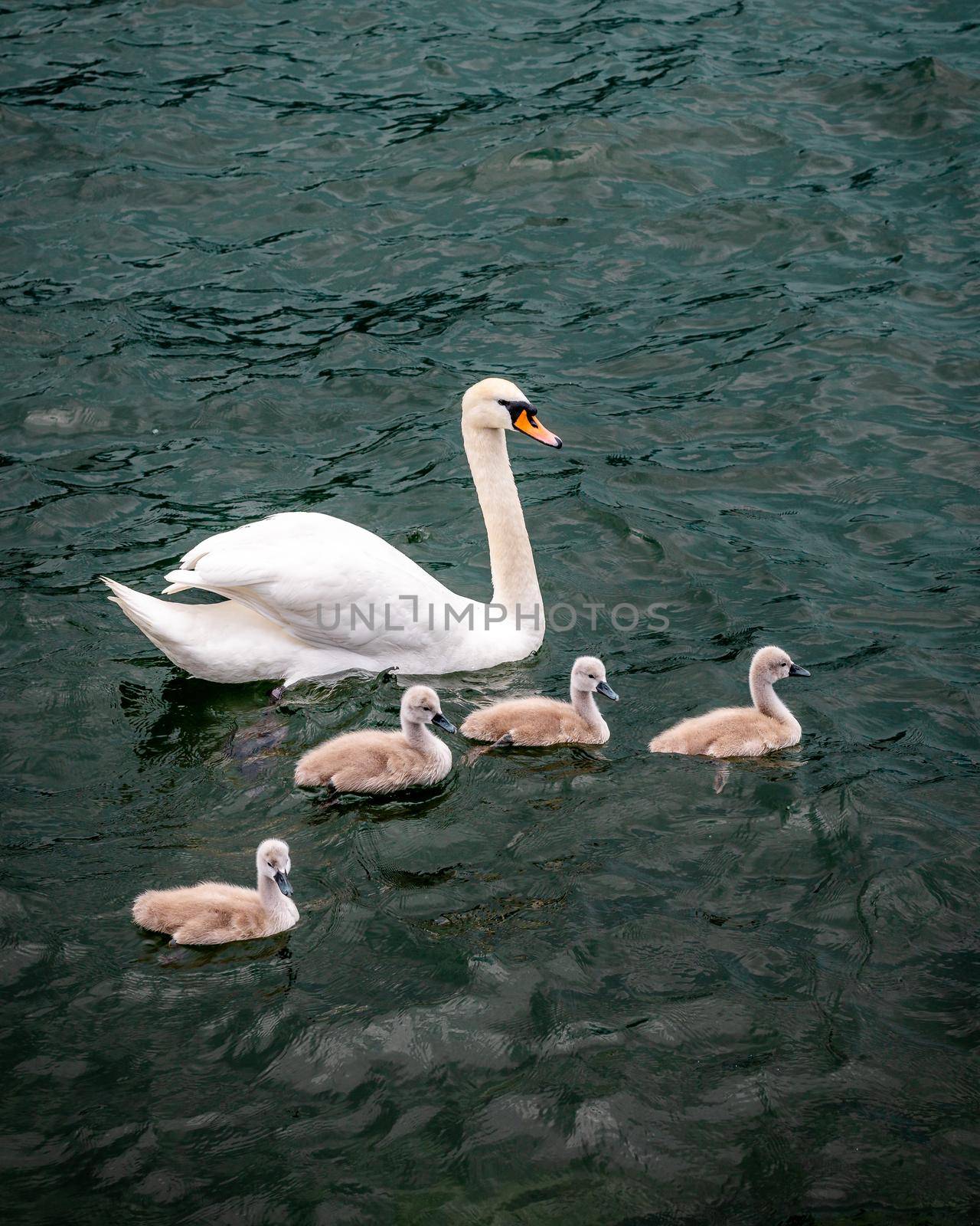 White swan swimming with baby swans, called also flapper or a cygnet